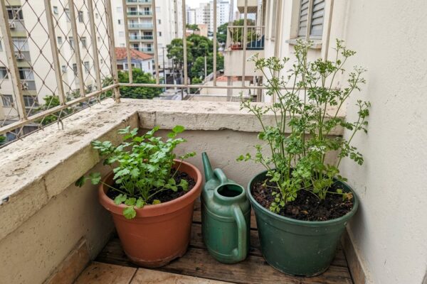 Dois vasos de coentro na varanda, um com folhas e outro já florido