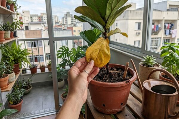 Folha amarelada de uma planta em vaso perto da janela, com palito de churrasco espetado na terra